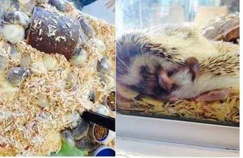 No more petstore hedgehogs!