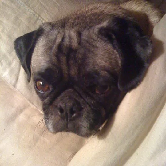 Bogey Died - Recall Blue Buffalo Dog Food: Life Protection Formula Healthy Weight