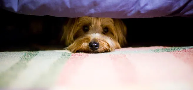 Ban the Use of Fireworks: Protect People, Animals, and the Environment