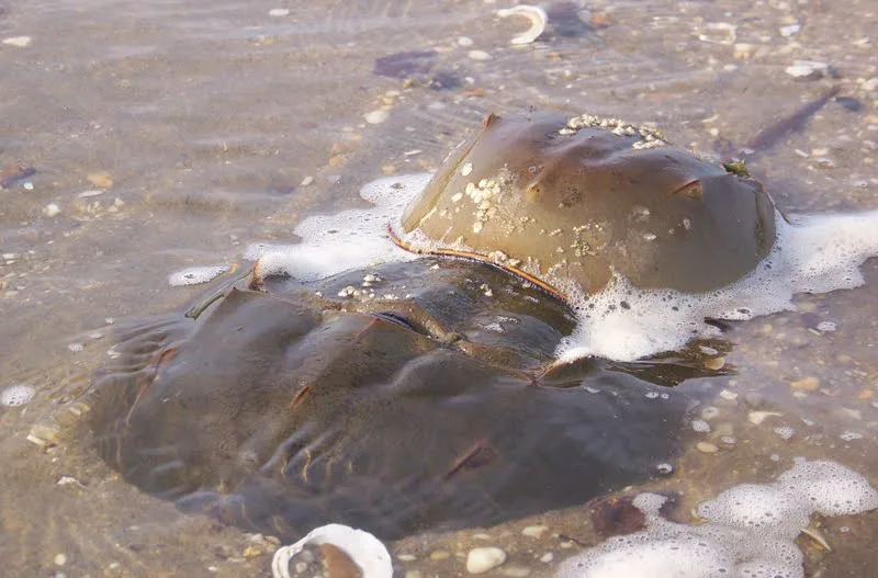 Declare a Moratorium on Horseshoe Crab Harvests in New York