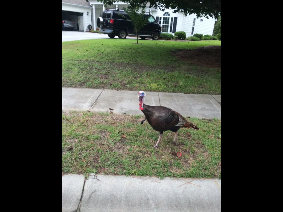 Save Our Bluffton Turkeys
