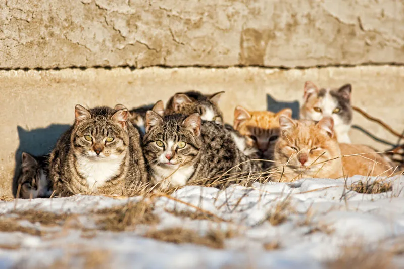 STOP AUX TUERIES DES CHATS