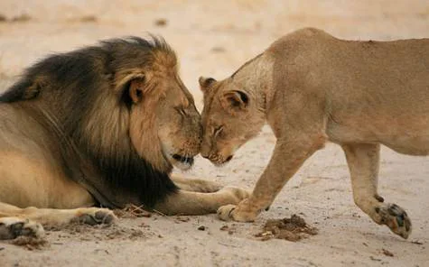 Facebook Cancel BIG GAME (Trophy) Hunting Pages