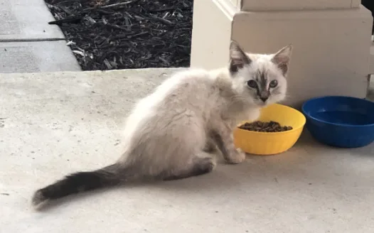Let Madi Keep the Cat