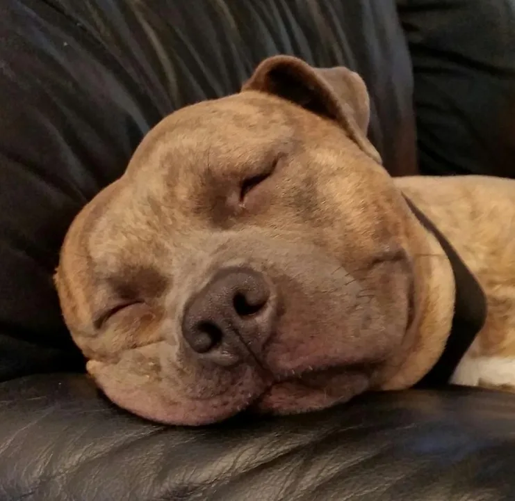 make the media stop reporting only pit bull attacks!