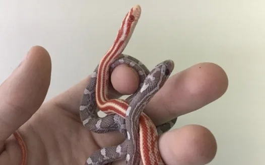 I should be able to get a snake 