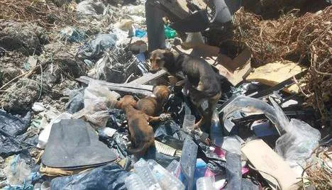 Force the Mayor to allow the volontery vet's to come neuter the dogs at Takis Shelter