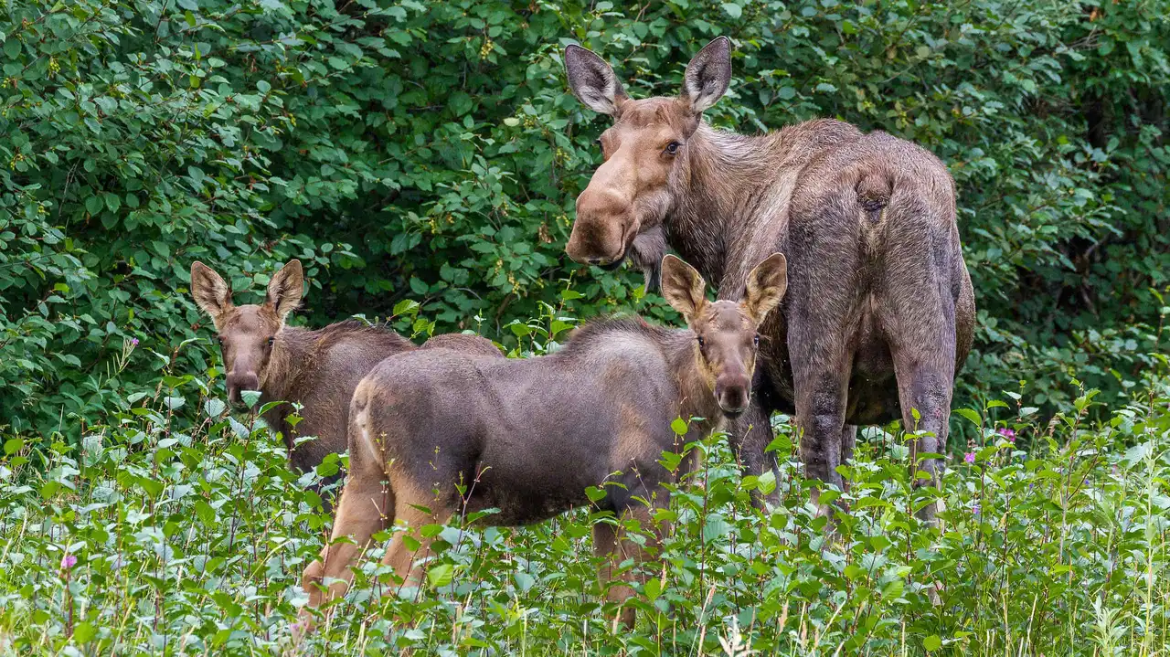 Plural of moose should be meese