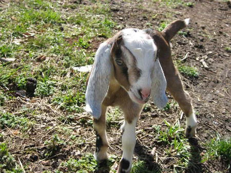 Bring Wild Heaven Farm back to Williamsburg Farmers Market