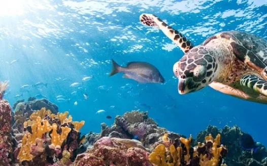 Help us to stop marine pollution!
