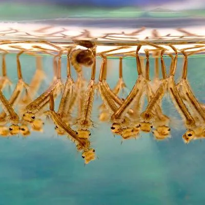 Mosquito Control For Upper & Middle Lake Districts Kentlands, Gaithersburg, MD