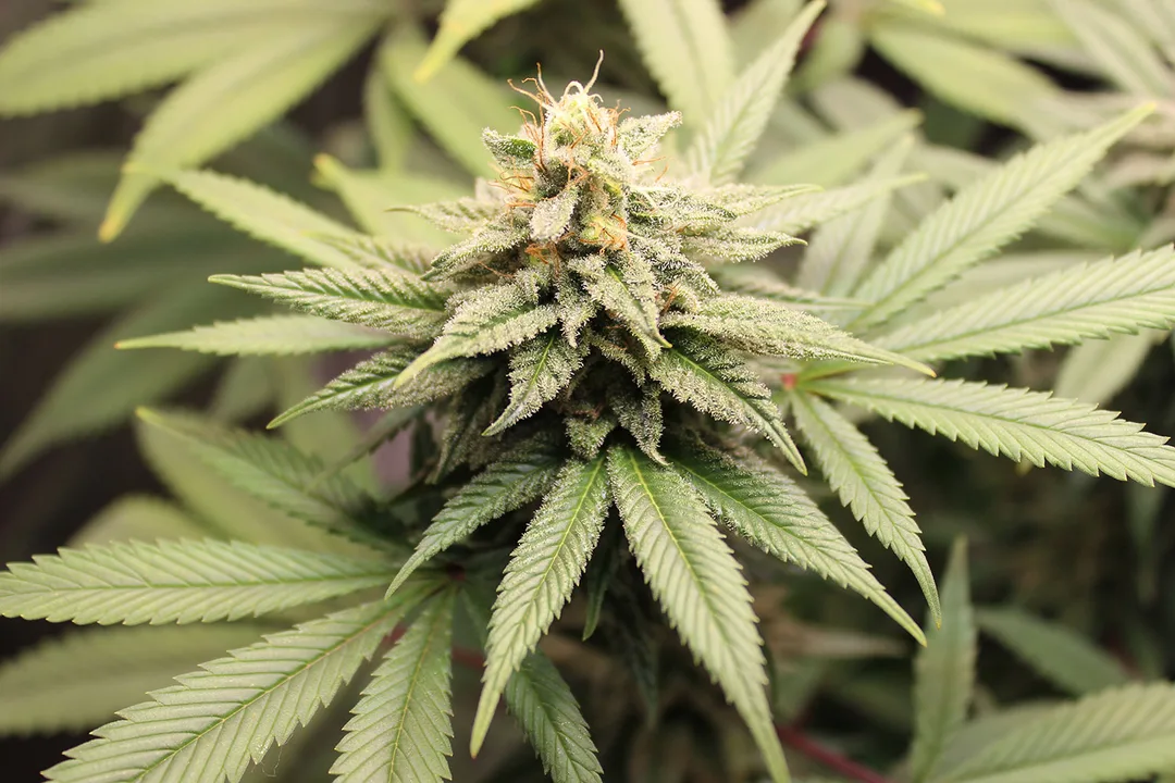 Legalize Medical Cannabis in the State of Idaho