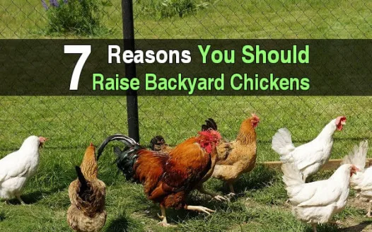 Appeal to Blackfalds town council to allow backyard chickens