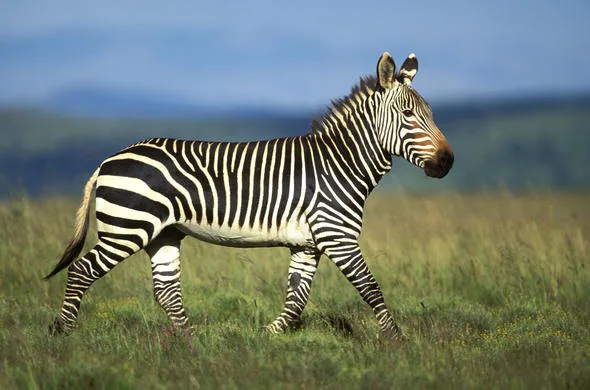 Save the Mountain Zebra
