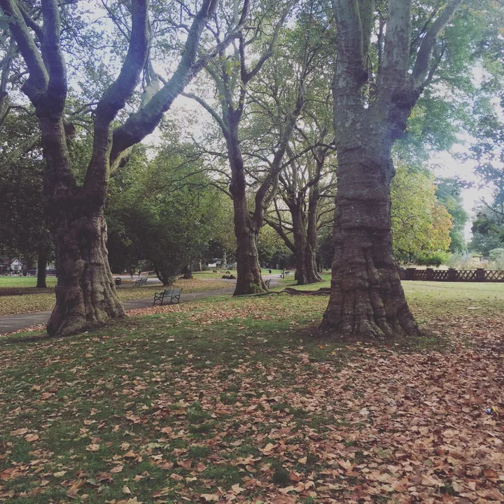 Save the Bayleaf Trees in Kennington Park!!