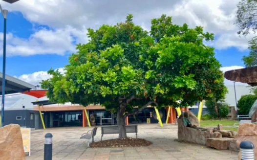 Save the Tuckeroo Tree at the Burdekin Theatre