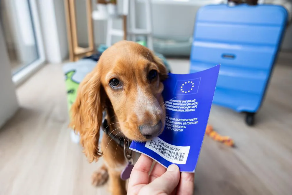 Get our dogs out of Quarantine NOW under new DEFRA Regulations for 2012