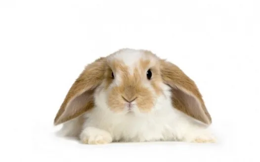 stella the bunny 