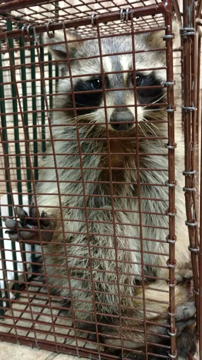 Please help save the life of "Lil Rockie" the raccoon!