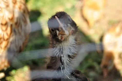 Lift the Wisconsin Poultry Ban at Small Animal Swap/Sales