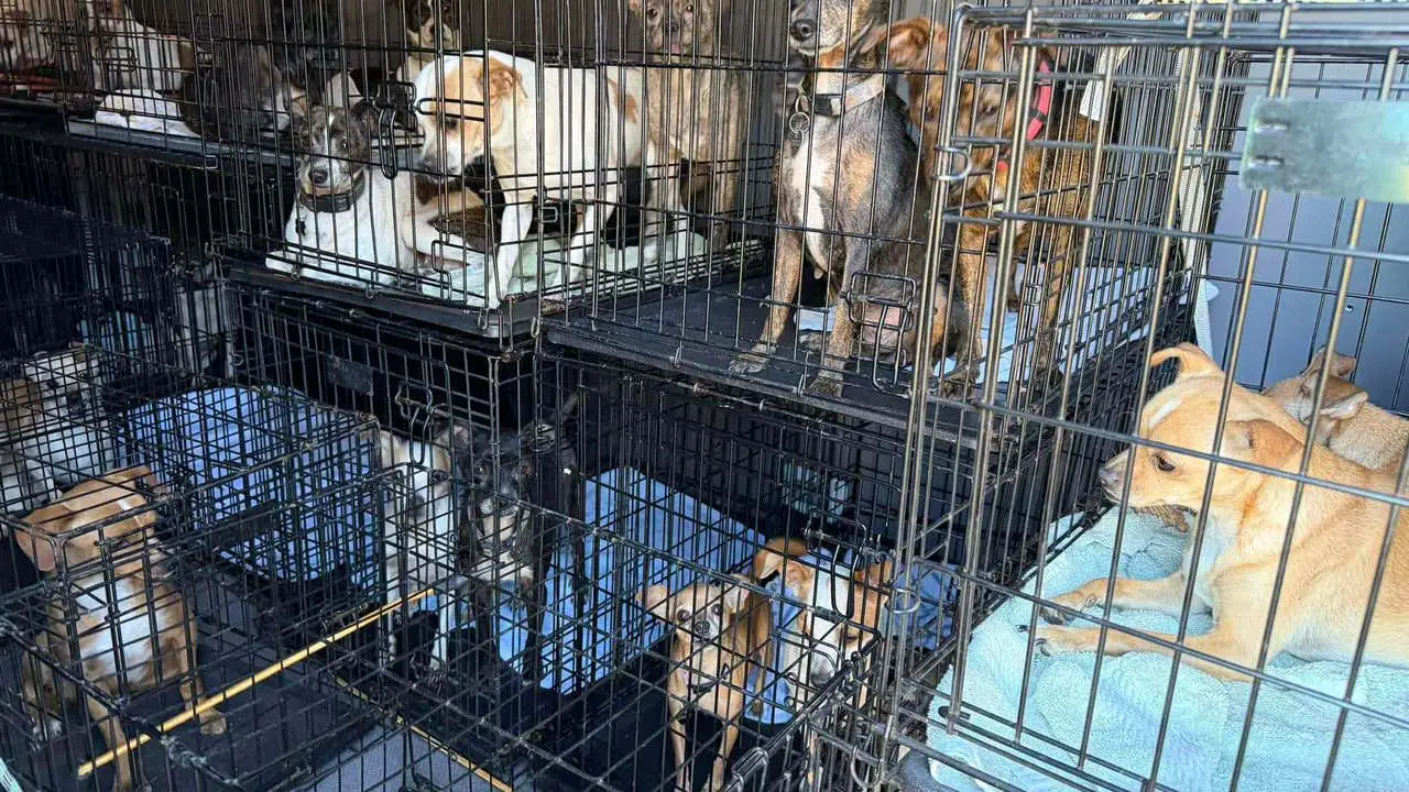 Ban the puppy mills!