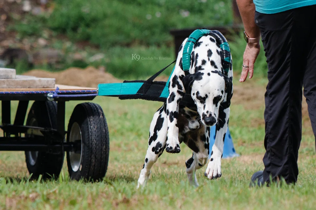 regulariseren van weightpulling in België
