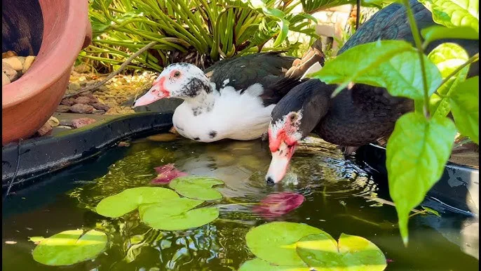Please help SAVE the ducks in Ocala*****