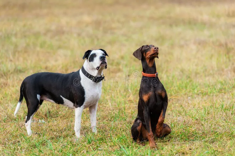Stop Breed Specific Ban on US Military Bases
