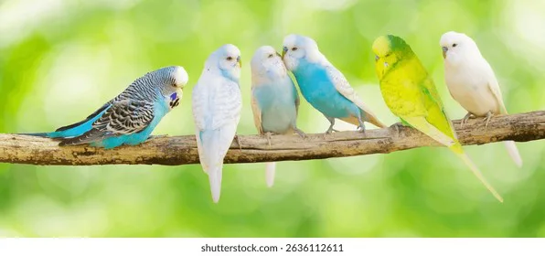 A budgie for Huntley