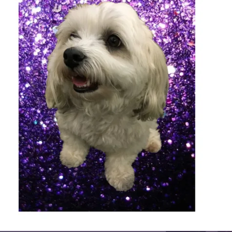 #MakePicklesTheDukeDog