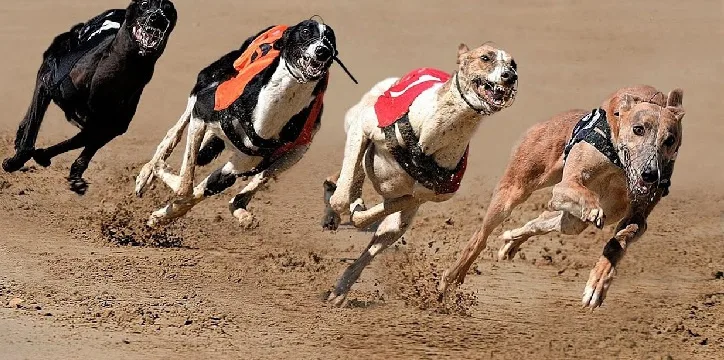 Help Ban Greyhound Racing