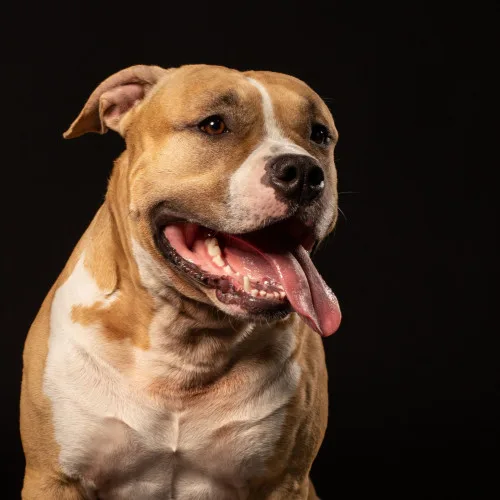 Stop ban of pit bull breed in Broward County (FL)