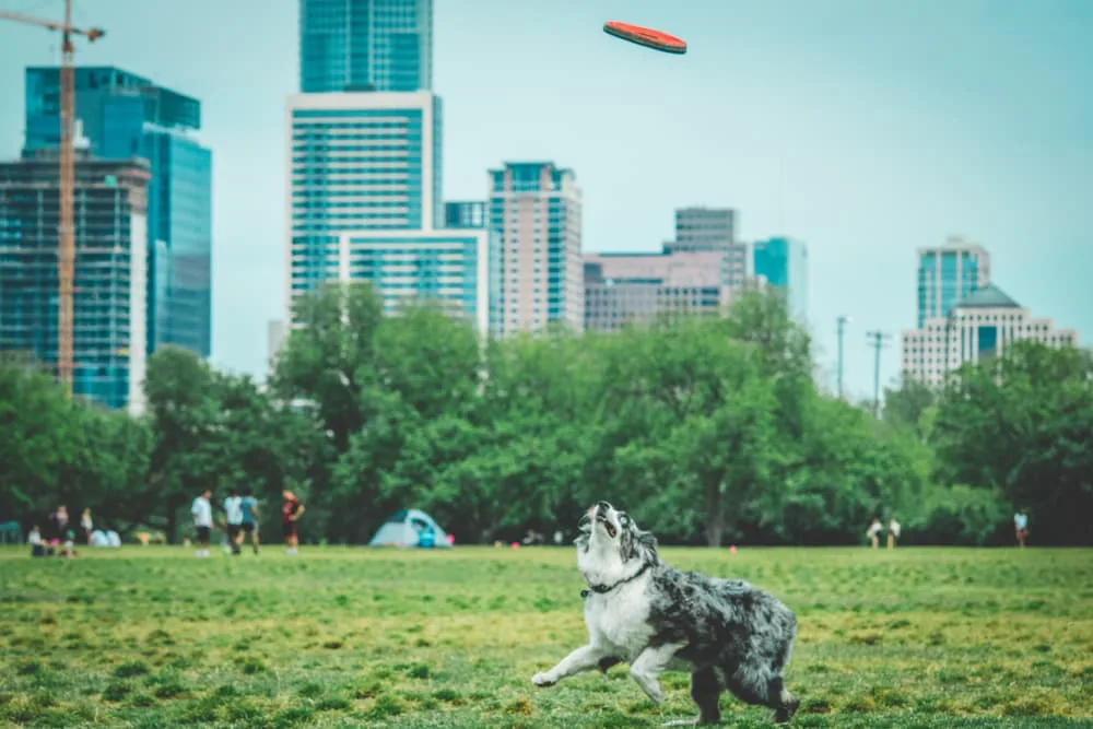 Support for a small dog park in Austin, Texas