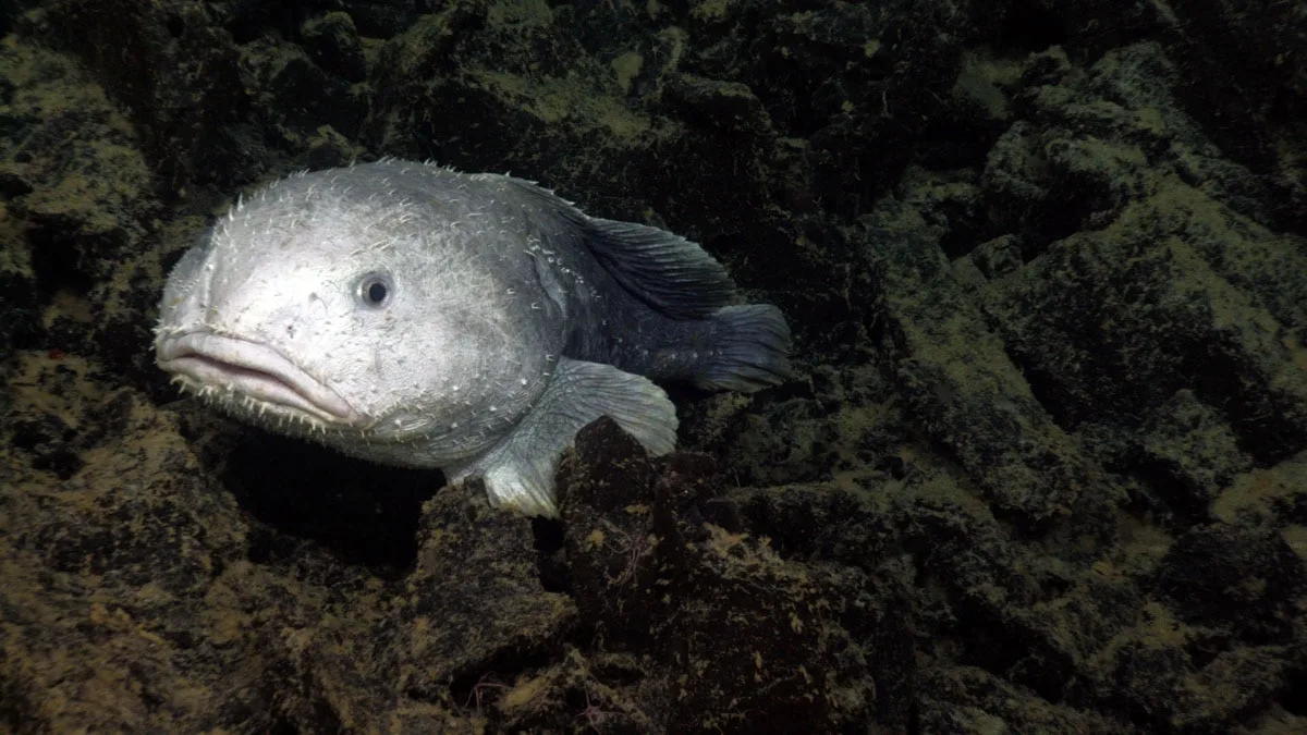 Rescue Blobfish