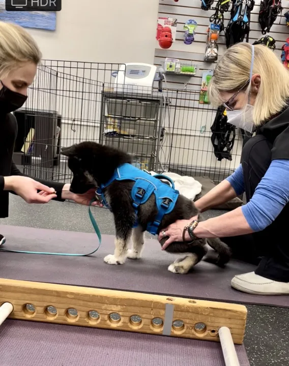Increase Consumer Access To Animal Rehabilitation Services in California:  2022/2023