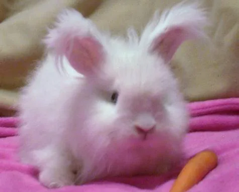 Fluffy for Clan Leader