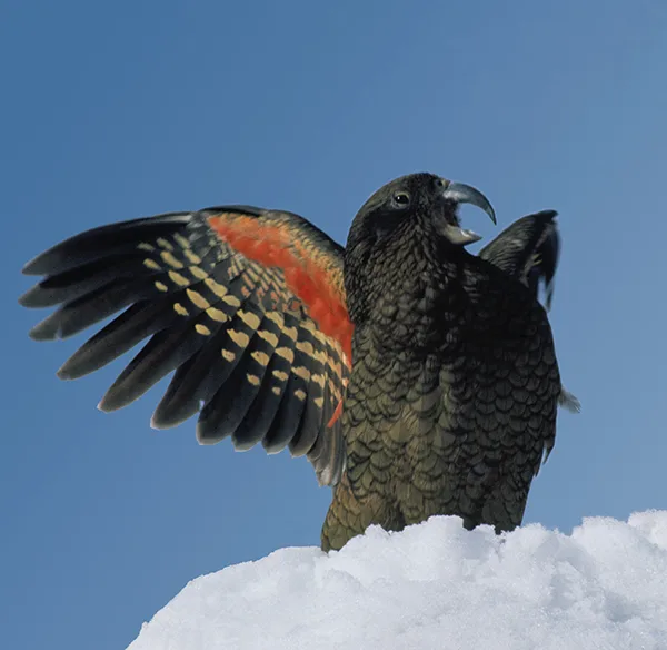 Save the Kea, the world’s only mountain parrot, needs your help!
