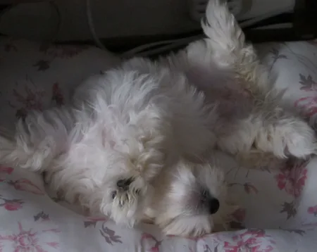 The Dog can Sleep in the Bed