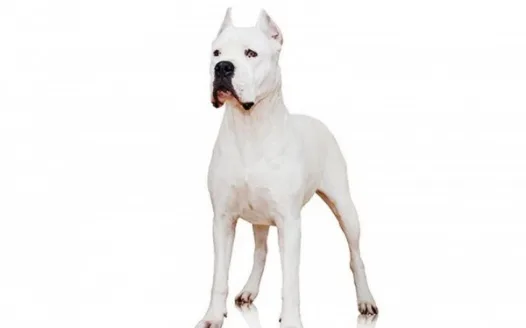 Give the Dogo Argentino a better breed presentation in the AKC