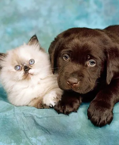 STOP - the Animals (Regulation of Sale) Bill 2008.