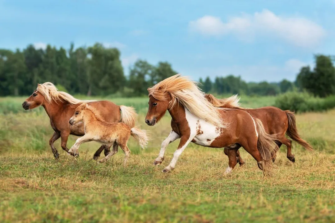 Make horse slaughter illegal everywhere