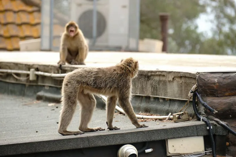 This is a petition to ask government to stop the Barbary apes from going into Notre Dam School to prevent what will be an inevitable serious accident.