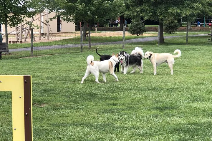 Traverse City Dog Park