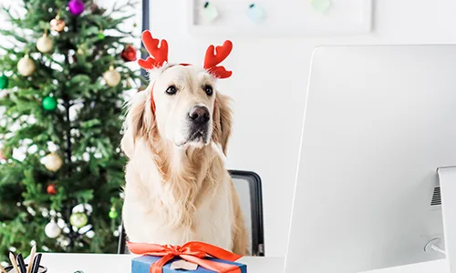 Get Portland an office pooch!