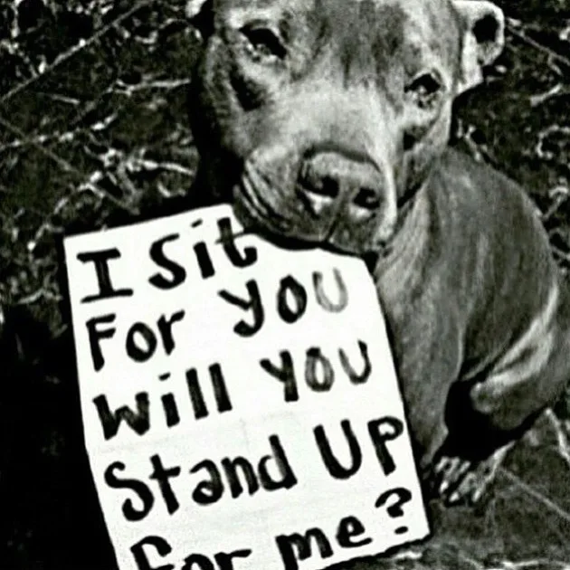 StopYulin2015