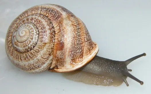 i want snails