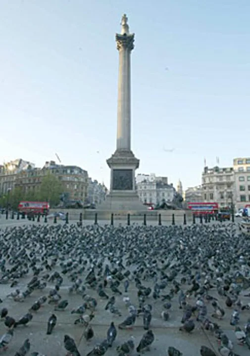Save the pigeons of London