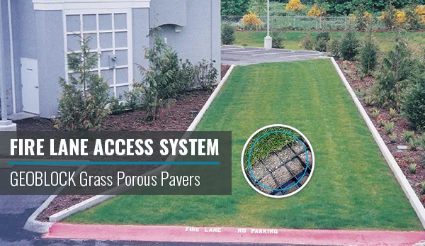 Turnleaf Community:  Hibiscus Firelane Grass