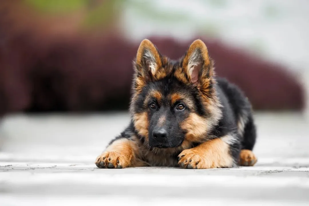 Operation Get Gabby a German Shepherd 2013