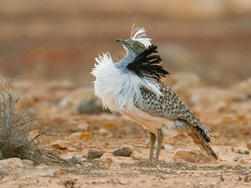 Save Houbara Save Pakistan